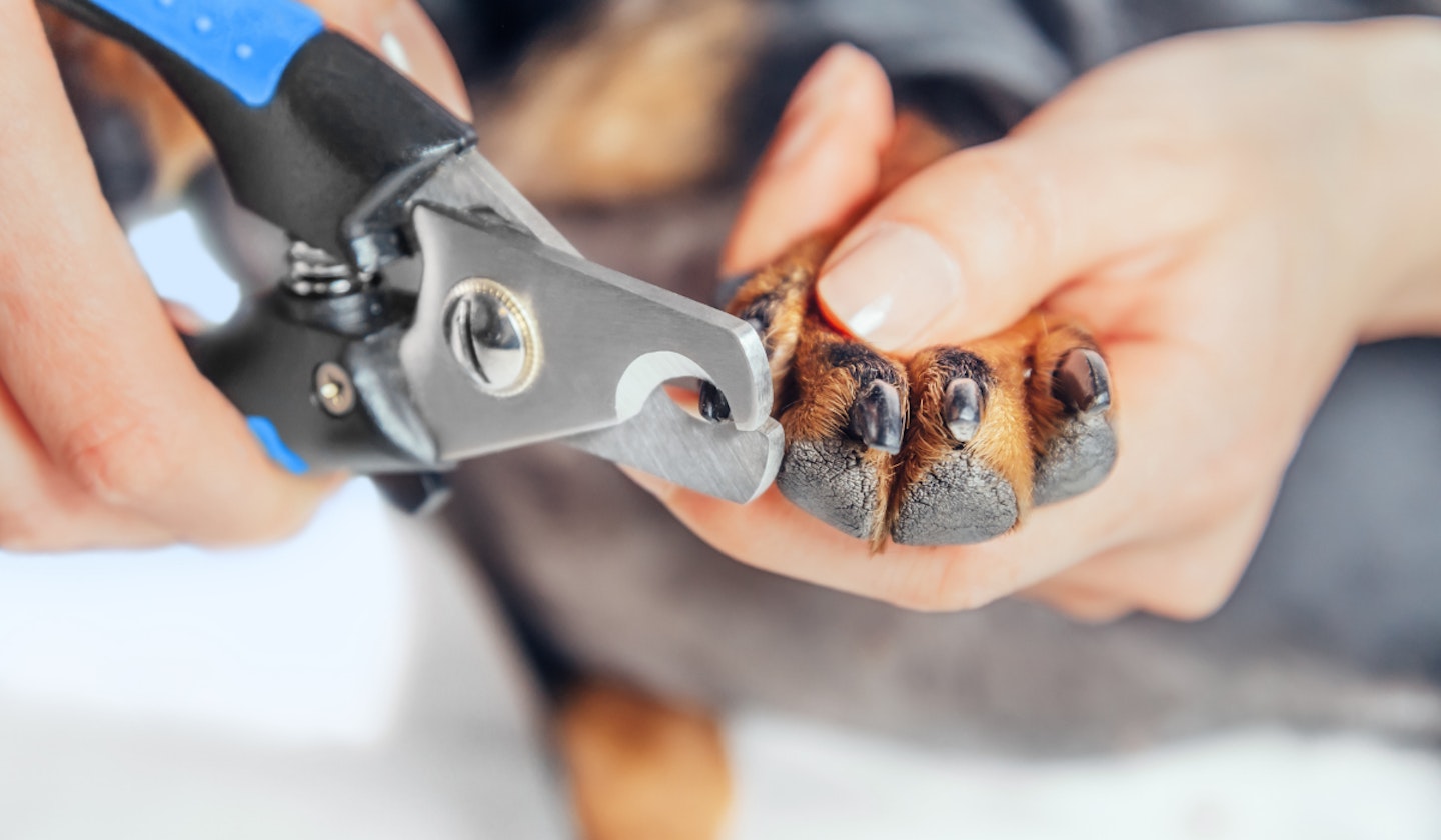 Vet recommended outlet dog nail clippers